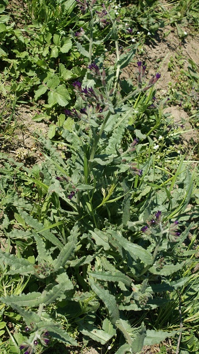 Anchusa undulata L. subsp. hybrida (Ten.) Bg.